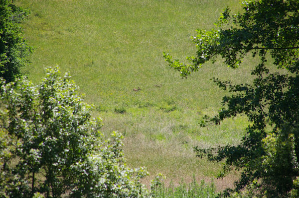 2 chevrueils dans la prairie