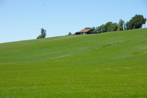 Augures dans la verdure printanire