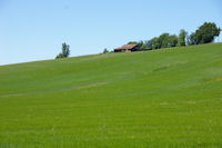 Augures dans la verdure printanire