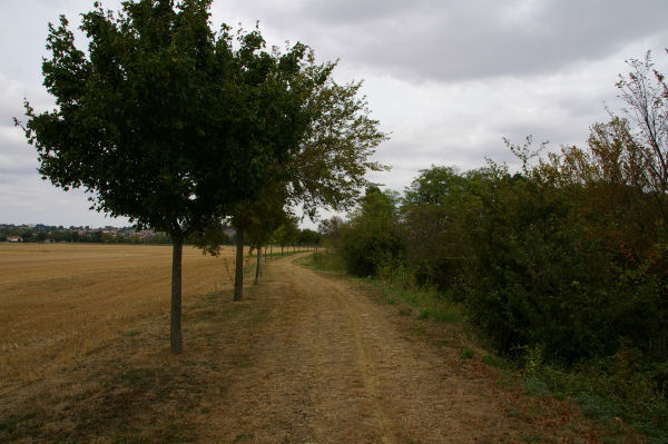 Les bords de la Saune au dpart du chemin