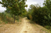 Les bords de la Saune