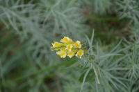 Une jolie fleur au bord du chemin