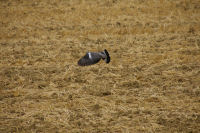 Le vol du pigeon