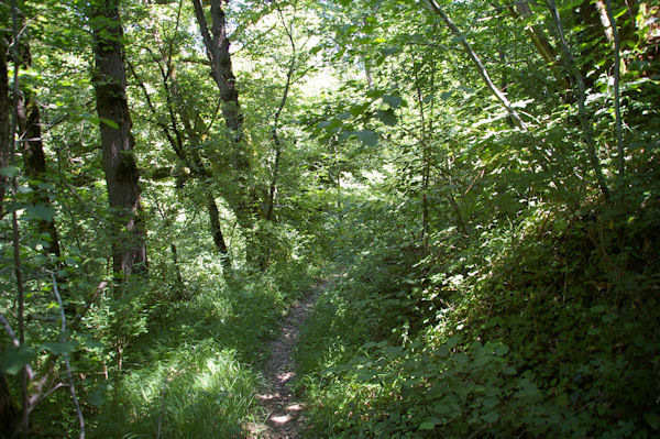 Le chemin arbor dans le vallon du ruisseau de Vermas