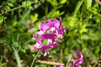 C'est peut etre pas une orchidee, mais c'est beau