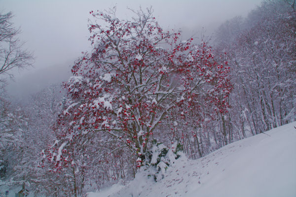 Un peu de couleur dans ce monde noir et blanc!