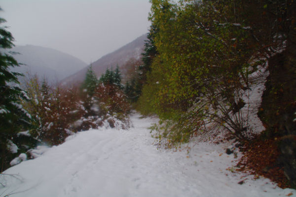 Dans le bois de Charruga