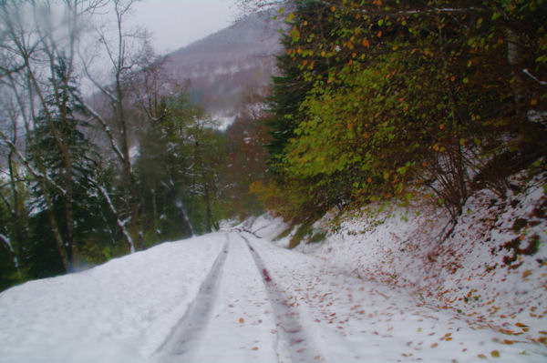 Dans le bois de Charruga