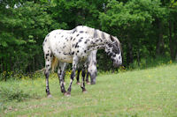 Des dalmatiens vers La Hazeuille