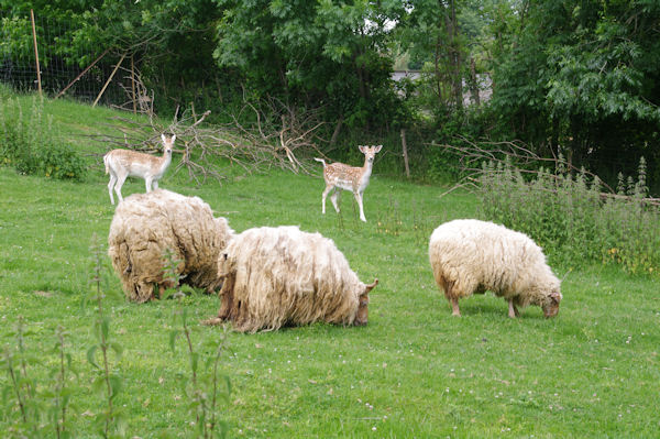 Des moutons  dredes et des daims  Lespugue