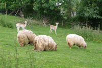 Des moutons a dredes et des daims a Lespugue