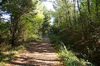 Le GR86 dans le Bois de Beaupuy