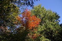 Couleurs d'automne dans le Bois de Beaupuy