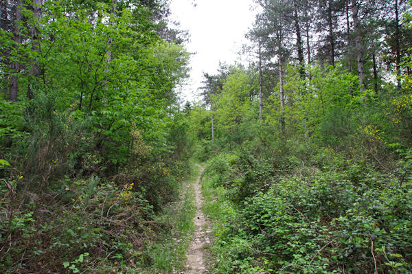 En remontant vers la D12E
