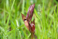 Belle orchidee
