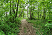 Dans le Bois de la Mecque