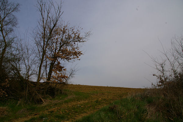 Paysage entre Labatut et Grande Nre