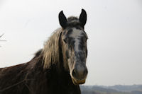 Un beau cheval a Bernes