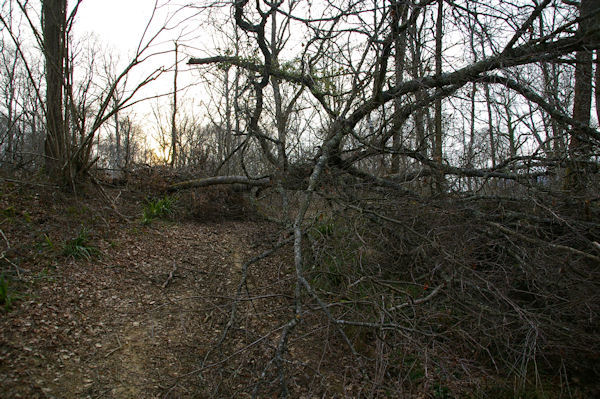 Dans le bois du Bdiau aprs le passage de la tempte Klaus