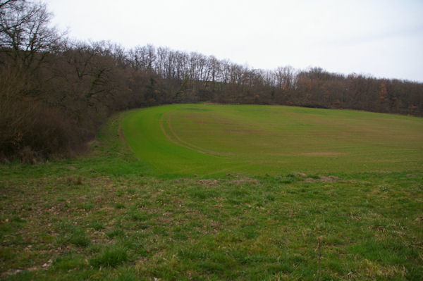 Un peu de verdure au dessus du ruisseau de Monsenac ou de Sajas