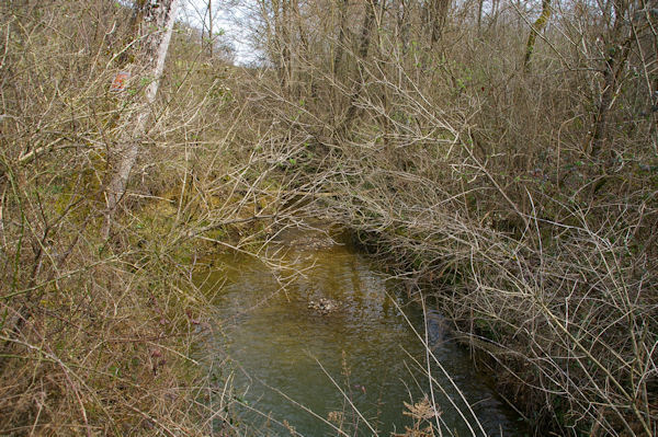 Le ruisseau de Monsenac ou de Sajas