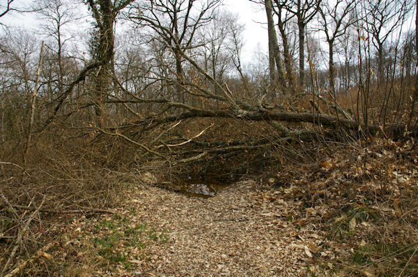 Dans le bois du Bdiau aprs le passage de la tempte Klaus