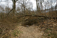 Dans le bois du Bediau apres le passage de la tempete Klaus