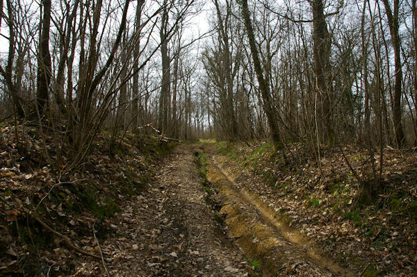 Dans le bois du Bdiau