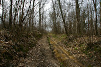 Dans le bois du Bediau