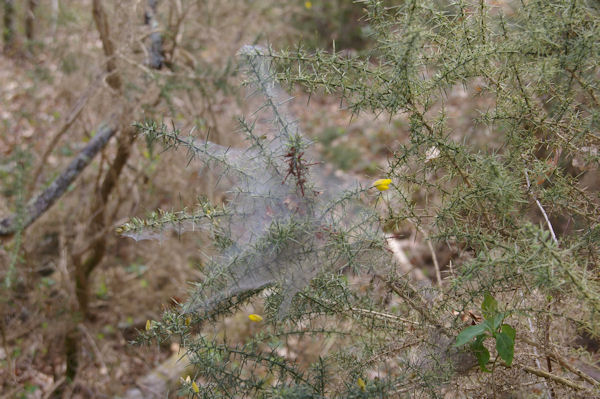 Une araigne  l_ouvrage dans le bois du Bdiau