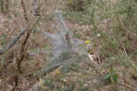 Une araigne  l_ouvrage dans le bois du Bdiau