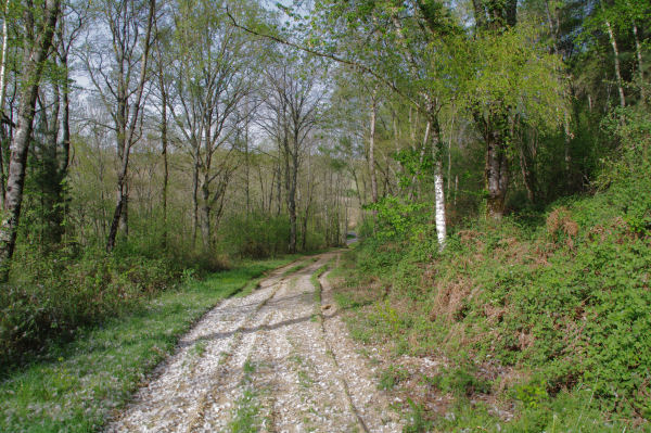 Dans le Bois du Sarrot
