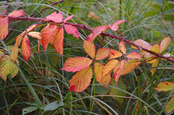 Des couleurs vers En Pouillac