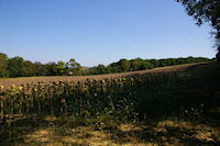 Les tournesols n'ont pas fiere allure en cette fin septembre!