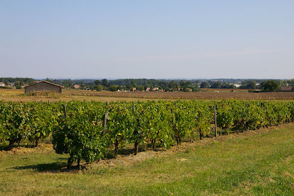 Quelques vignes vers Le Rat