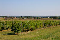 Quelques vignes vers Le Rat