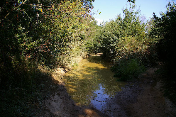 Le chemin est parfois humide dans le bois de Fages