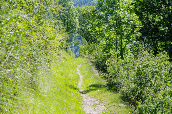 Le sentier menant au Mail de la Serre