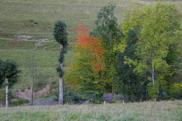 Arbres couleur d'automne avant le petit pont du Hit