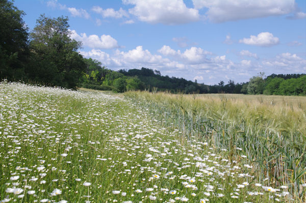 Marguerite et orge dans le vallon de la Thsauque
