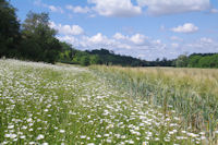 Marguerite et orge dans le vallon de la Thsauque