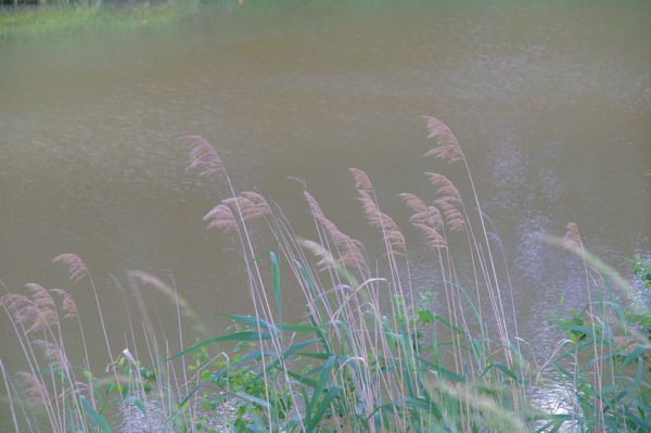 Sur le Canal du Midi vers Lamarasse