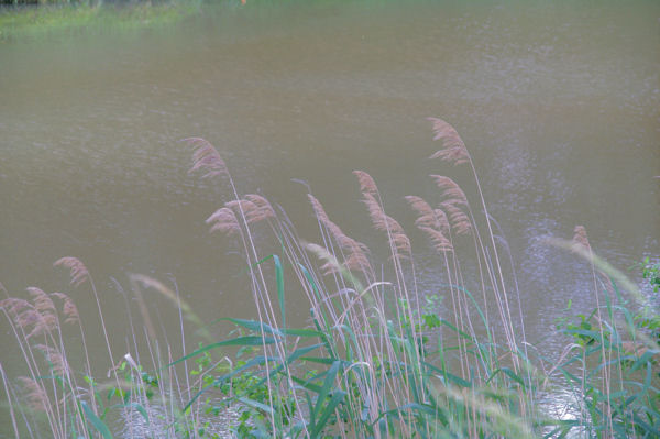 Sur le Canal du Midi vers Lamarasse