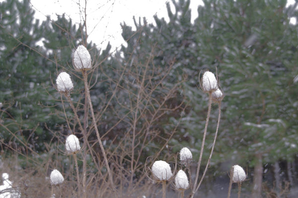 Des chardons en flocons