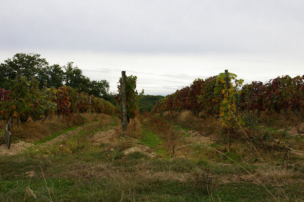 Des vignes  Millet