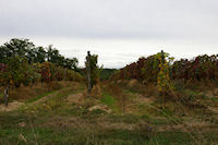 Des vignes  Millet