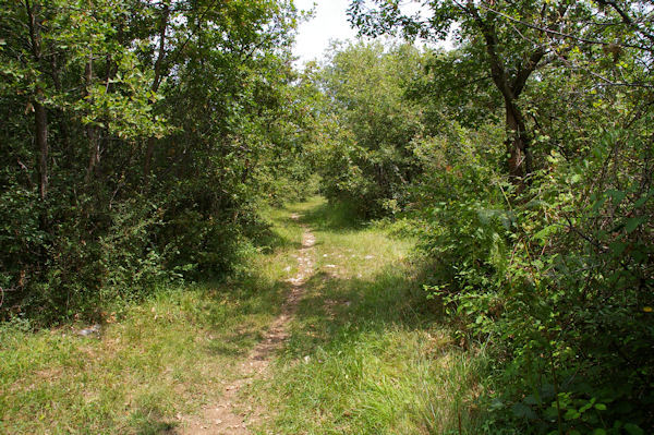 Dans les bois en remontant vers La Lave