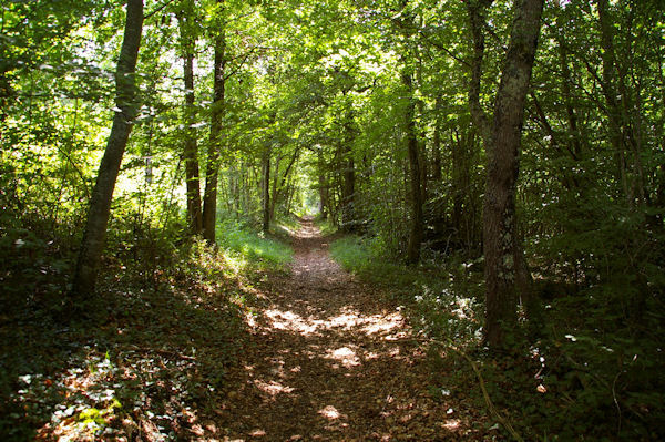 Dans les bois vers le Bergan