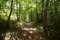 Dans les bois vers le Bergan