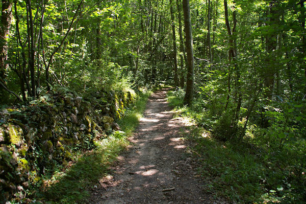 Dans les bois vers le Bergan